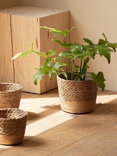 Vine Plant Green Plant Flowerpot