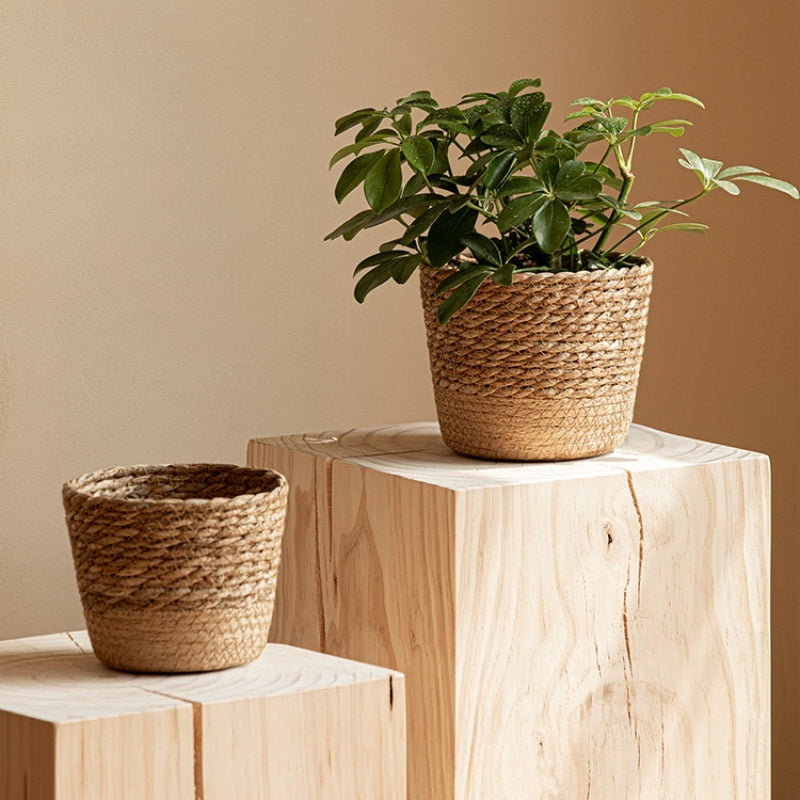 Vine Plant Green Plant Flowerpot